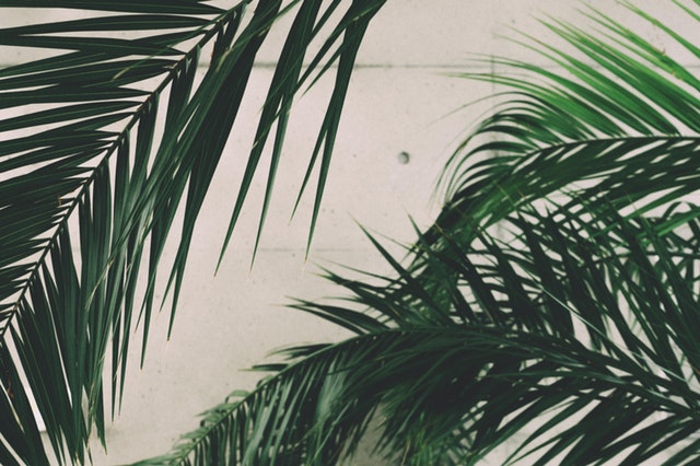 Veľké zelené palmové listy pred betónovou stenou.jpg